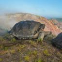阿尔塞多火山上的象龟，加拉帕戈斯群岛 (© Tui De Roy/Minden Pictures)(20190730)