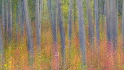 克鲁瓦尼国家公园中杨树的抽象动态模糊影像，育空 (© Don Paulson/Jaynes Gallery/Danita Delimont)(20190809)的图片-克鲁瓦尼国家公园中杨树的抽象动态模糊影像，育空 (© Don Paulson/Jaynes Gallery/Danita Delimont)