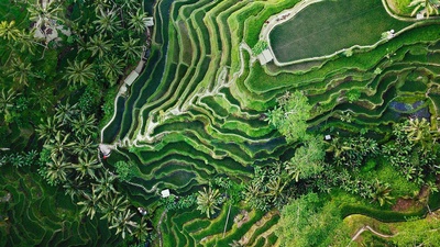 乌布的德格拉朗梯田，印度尼西亚巴厘岛 (© gorgeoussab/Shutterstock)(20190905)的图片-乌布的德格拉朗梯田，印度尼西亚巴厘岛 (© gorgeoussab/Shutterstock)