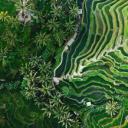 乌布的德格拉朗梯田，印度尼西亚巴厘岛 (© gorgeoussab/Shutterstock)(20190905)