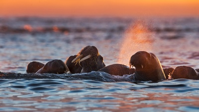 白岛附近的海象，挪威斯瓦尔巴群岛 (© Ole Jorgen Liodden/Minden Pictures)(20190914)的图片-白岛附近的海象，挪威斯瓦尔巴群岛 (© Ole Jorgen Liodden/Minden Pictures)