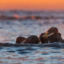 白岛附近的海象，挪威斯瓦尔巴群岛 (© Ole Jorgen Liodden/Minden Pictures)(20190914)