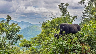 一只正在树上吃东西的山地大猩猩，乌干达布恩迪国家公园 (© Robert Haasmann/Minden Pictures)(20190924)的图片-一只正在树上吃东西的山地大猩猩，乌干达布恩迪国家公园 (© Robert Haasmann/Minden Pictures)