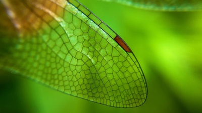 蜻蜓翅膀特写 (© Azwar Thaufeeq/500px/Getty Images)(20191015)的图片-蜻蜓翅膀特写 (© Azwar Thaufeeq/500px/Getty Images)
