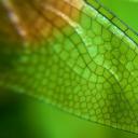 蜻蜓翅膀特写 (© Azwar Thaufeeq/500px/Getty Images)(20191015)