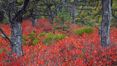 阿卡迪亚国家公园的高丛蓝莓植物，缅因州 (© Danita Delimont/Gallo Images/Getty Images Plus)(20191016)的图片-阿卡迪亚国家公园的高丛蓝莓植物，缅因州 (© Danita Delimont/Gallo Images/Getty Images Plus)