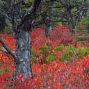 阿卡迪亚国家公园的高丛蓝莓植物，缅因州 (© Danita Delimont/Gallo Images/Getty Images Plus)(20191016)
