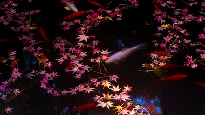 东京的秋叶和金鱼，日本 (© qrsk/Moment/Getty Images)(20191017)的图片-东京的秋叶和金鱼，日本 (© qrsk/Moment/Getty Images)