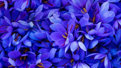西班牙的藏红花 (© Juan-Carlos Munoz/Minden Pictures)(20191106)的图片-西班牙的藏红花 (© Juan-Carlos Munoz/Minden Pictures)