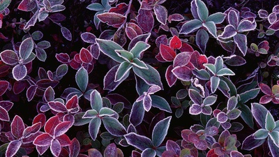 蓝莓植物上的霜，加拿大新不伦瑞克 (© Freeman Patterson/Masterfile)(20191110)的图片-蓝莓植物上的霜，加拿大新不伦瑞克 (© Freeman Patterson/Masterfile)