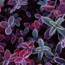 蓝莓植物上的霜，加拿大新不伦瑞克 (© Freeman Patterson/Masterfile)(20191110)