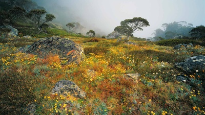 阿尔卑斯国家公园豪伊特山上雾中的野花，澳大利亚维多利亚 (© Australian Scenics/Photolibrary/Getty Images Plus)(20191111)的图片-阿尔卑斯国家公园豪伊特山上雾中的野花，澳大利亚维多利亚 (© Australian Scenics/Photolibrary/Getty Images Plus)