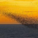 夕阳下的椋鸟，英格兰布莱克浦 (© Mediaworld Images/Alamy)(20191115)