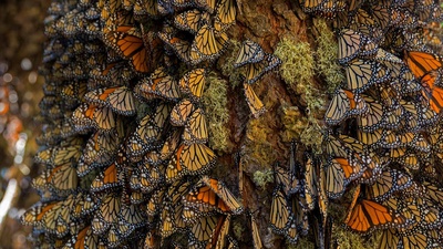 在米却肯州越冬的帝王蝶，墨西哥 (© Sylvain Cordier/Getty Images)(20191125)的图片-在米却肯州越冬的帝王蝶，墨西哥 (© Sylvain Cordier/Getty Images)