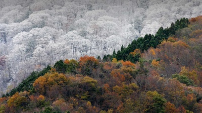 初雪与最后的秋色相会，日本 (© SpontaneousPictures/iStock/Getty Images Plus)(20191207)的图片-初雪与最后的秋色相会，日本 (© SpontaneousPictures/iStock/Getty Images Plus)