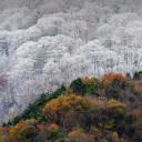 初雪与最后的秋色相会，日本 (© SpontaneousPictures/iStock/Getty Images Plus)(20191207)