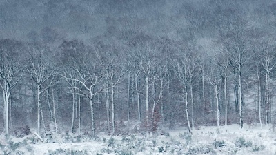 银装素裹的Luzulo-Fagetum山毛榉林，比利时阿登 (© Philippe Moes/Alamy)(20191215)的图片-银装素裹的Luzulo-Fagetum山毛榉林，比利时阿登 (© Philippe Moes/Alamy)