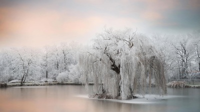 池塘边结了冰的树 (© Philippe Sainte-Laudy Photography/Getty Images)(20191227)的图片-池塘边结了冰的树 (© Philippe Sainte-Laudy Photography/Getty Images)