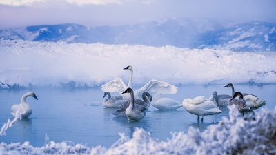 凯利温泉中的黑嘴天鹅，怀俄明州 (© DEEPOL by plainpicture)(20191228)的图片-凯利温泉中的黑嘴天鹅，怀俄明州 (© DEEPOL by plainpicture)