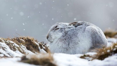一只在暴风雪中蜷缩着的雪兔，英国苏格兰凯恩戈姆斯山脉 (© Lyle McCalmont/Getty Images)(20200101)的图片-一只在暴风雪中蜷缩着的雪兔，英国苏格兰凯恩戈姆斯山脉 (© Lyle McCalmont/Getty Images)