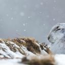 一只在暴风雪中蜷缩着的雪兔，英国苏格兰凯恩戈姆斯山脉 (© Lyle McCalmont/Getty Images)(20200101)