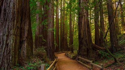 穆尔森林国家纪念碑，加利福尼亚州旧金山 (© Mia2you/Shutterstock)(20200109)的图片-穆尔森林国家纪念碑，加利福尼亚州旧金山 (© Mia2you/Shutterstock)