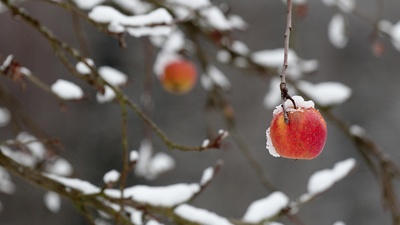 一枚红苹果挂在被大雪压断的树枝上 (© griangraf/iStock/Getty Images)(20200110)的图片-一枚红苹果挂在被大雪压断的树枝上 (© griangraf/iStock/Getty Images)