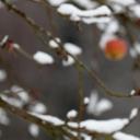 一枚红苹果挂在被大雪压断的树枝上 (© griangraf/iStock/Getty Images)(20200110)