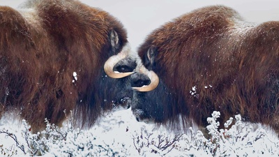 阿拉斯加普拉德霍湾附近的雄性麝牛 (© Oliver Smart/Alamy)(20200114)的图片-阿拉斯加普拉德霍湾附近的雄性麝牛 (© Oliver Smart/Alamy)