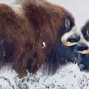 阿拉斯加普拉德霍湾附近的雄性麝牛 (© Oliver Smart/Alamy)(20200114)