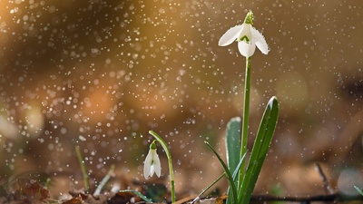 一朵盛开的雪花莲 (© Péter Hegedűs/Getty Images)(20200206)的图片-一朵盛开的雪花莲 (© Péter Hegedűs/Getty Images)