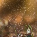 一朵盛开的雪花莲 (© Péter Hegedűs/Getty Images)(20200206)