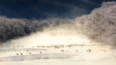 薄雾笼罩的河流中的丹顶鹤，日本北海道 (© Paul & Paveena Mckenzie/Getty Images)(20200216)的图片-薄雾笼罩的河流中的丹顶鹤，日本北海道 (© Paul & Paveena Mckenzie/Getty Images)