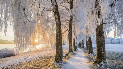 施塔弗尔湖畔乌芬附近的桦树大道，德国巴伐利亚 (© Reinhard Schmid/eStock Photo)(20200221)的图片-施塔弗尔湖畔乌芬附近的桦树大道，德国巴伐利亚 (© Reinhard Schmid/eStock Photo)