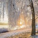 施塔弗尔湖畔乌芬附近的桦树大道，德国巴伐利亚 (© Reinhard Schmid/eStock Photo)(20200221)
