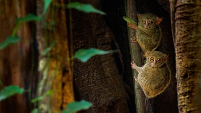 榕树上的幽灵眼镜猴，印度尼西亚Tangkoko Batuangus自然保护区 (© Ondrej Prosicky/Shutterstock)(20200303)的图片-榕树上的幽灵眼镜猴，印度尼西亚Tangkoko Batuangus自然保护区 (© Ondrej Prosicky/Shutterstock)