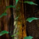 榕树上的幽灵眼镜猴，印度尼西亚Tangkoko Batuangus自然保护区 (© Ondrej Prosicky/Shutterstock)(20200303)