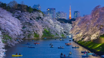 以东京塔为背景皇宫附近盛开的樱花，日本东京 (© Jon Arnold/Danita Delimont)(20200307)的图片-以东京塔为背景皇宫附近盛开的樱花，日本东京 (© Jon Arnold/Danita Delimont)