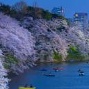 以东京塔为背景皇宫附近盛开的樱花，日本东京 (© Jon Arnold/Danita Delimont)(20200307)