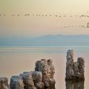 一只苍鹭栖息在加利福尼亚索尔顿海的木桩上 (© Garret Suhrie/Cavan Images)(20200320)