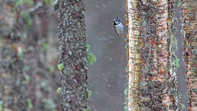 一只经受暴风雨的冠山雀，苏格兰 (© Ben Hall/Minden Pictures)(20200329)的图片-一只经受暴风雨的冠山雀，苏格兰 (© Ben Hall/Minden Pictures)