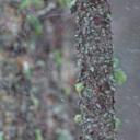 一只经受暴风雨的冠山雀，苏格兰 (© Ben Hall/Minden Pictures)(20200329)