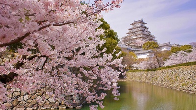 盛开的樱花和姬路城，日本姬路 (© Tororo/Getty Images)(20200406)的图片-盛开的樱花和姬路城，日本姬路 (© Tororo/Getty Images)
