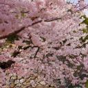盛开的樱花和姬路城，日本姬路 (© Tororo/Getty Images)(20200406)
