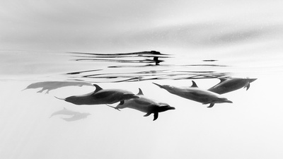 伊斯塔帕海岸的热带斑海豚，墨西哥 (© Christian Vizl/Tandem Stills + Motion)(20200414)的图片-伊斯塔帕海岸的热带斑海豚，墨西哥 (© Christian Vizl/Tandem Stills + Motion)