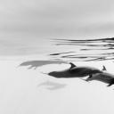 伊斯塔帕海岸的热带斑海豚，墨西哥 (© Christian Vizl/Tandem Stills + Motion)(20200414)