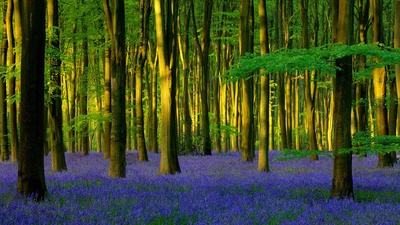 Micheldever Wood的蓝铃花，英国汉普郡 (© Hursley/Getty Images Plus)(20200420)的图片-Micheldever Wood的蓝铃花，英国汉普郡 (© Hursley/Getty Images Plus)