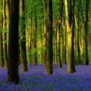 Micheldever Wood的蓝铃花，英国汉普郡 (© Hursley/Getty Images Plus)(20200420)