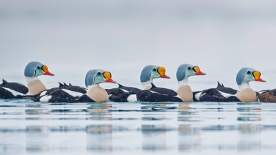 正在游水的雄性王绒鸭，挪威特罗姆斯-芬马克郡 (© Pal Hermansen/Minden Pictures)(20200423)的图片-正在游水的雄性王绒鸭，挪威特罗姆斯-芬马克郡 (© Pal Hermansen/Minden Pictures)