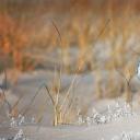 琼斯海滩的雪鸮，纽约长岛 (© Vicki Jauron/Getty Images)(20200503)